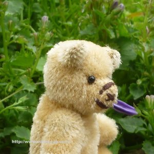 画像4: 【ウィットニー限定】セオドア　8.5cm