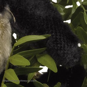 画像4: 1体のみ再入荷しました！【ウィットニー限定】　ダンプリング　　22cm