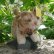 画像1: 大変良い状態です☆ Steiff Tapsy Cat 10cm 推定1959年-66年頃　（ビンテージ） (1)