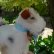 画像5: ID全てあり！ 新品のような大変良い状態です☆　10cm Steiff Foxy Fox Terrier 推定1968年-1975年頃　（ビンテージ）