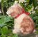 画像3: 10cm Steiff Molly Puppy 推定1959年〜1967年頃　（ビンテージ） (3)