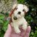 画像4: 10cm Steiff Molly Puppy 推定1959年〜1967年頃　（ビンテージ） (4)