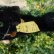 画像7: ID全てあり☆　Steiff Black Tom Cat 14cm 推定1950年-1958年（ビンテージ）