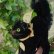 画像5: ID全てあり☆　Steiff Black Tom Cat 14cm 推定1950年-1958年（ビンテージ）