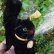 画像6: ID全てあり☆　Steiff Black Tom Cat 14cm 推定1950年-1958年（ビンテージ）