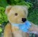 画像5: Steiff Blond Original Teddy 24cm 推定1950年代　（ビンテージ）