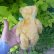 画像7: Steiff Blond Original Teddy 24cm 推定1950年代　（ビンテージ）