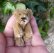 画像3: エクセレントコンディション☆ Schuco Mascot Bear, caramel 6.5cm 推定1950年代　（ビンテージ） (3)