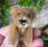 画像1: エクセレントコンディション☆ Schuco Mascot Bear, caramel 6.5cm 推定1950年代　（ビンテージ） (1)