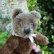 画像4: 珍しいお色です☆ Steiff Dark Brown Original Teddy 18cm 推定1950年代　（ビンテージ）