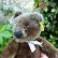 画像6: 珍しいお色です☆ Steiff Dark Brown Original Teddy 18cm 推定1950年代　（ビンテージ）