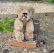 画像2: エクセレントコンディション☆ Schuco Mascot Bear, caramel 6.5cm 推定1950年代　（ビンテージ） (2)