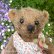 画像4: 1点もの☆ Pinny Mufflin by Mary 20cm（フォーゲットミーノット）