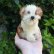 画像6: 14cm Steiff Molly Puppy 推定1959年〜1969年頃　（ビンテージ）
