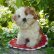 画像1: 14cm Steiff Molly Puppy 推定1959年〜1969年頃　（ビンテージ） (1)