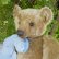 画像3: 1点もの☆ Little Buddy by Dany Melse 36cm （独）