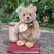 画像1: 貴重なお品です！ Steiff Teddy Baby 9cm 推定1950年〜1957年頃　（ビンテージ） (1)