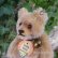 画像7: 貴重なお品です！ Steiff Teddy Baby 9cm 推定1950年〜1957年頃　（ビンテージ）