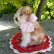画像3: 10cm Steiff Molly Puppy 推定1959年〜1967年頃　（ビンテージ）