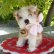 画像2: 10cm Steiff Molly Puppy 推定1959年〜1967年頃　（ビンテージ）