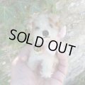 10cm Steiff Molly Puppy 推定1959年〜1967年頃　（ビンテージ）