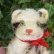 画像3: 可愛いです♪♪　10cm Steiff Kitty Cat 1960年代　（ビンテージ）