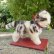 画像4: 可愛いです♪♪　10cm Steiff Kitty Cat 1960年代　（ビンテージ）