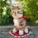 画像1: 大変貴重なお品です！ シュタイフ社アーカイブより 18cm Steiff Cattie Cat 1969年　（ビンテージ） (1)