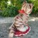 画像3: 大変貴重なお品です！ シュタイフ社アーカイブより 18cm Steiff Cattie Cat 1969年　（ビンテージ）