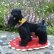 画像1: 大変貴重なお品です！ シュタイフ社アーカイブより 14cm Steiff Snobby Poodle black 1954年　（ビンテージ） (1)