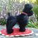 画像2: 大変貴重なお品です！ シュタイフ社アーカイブより 14cm Steiff Snobby Poodle black 1954年　（ビンテージ）
