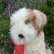 画像4: 可愛いお顔です☆ Steiff Molly Puppy 推定1959年〜1969年頃 25cm（ビンテージ）