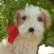 画像2: 可愛いお顔です☆ Steiff Molly Puppy 推定1959年〜1969年頃 25cm（ビンテージ）