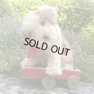 画像1: 可愛いお顔です☆ Steiff Molly Puppy 推定1959年〜1969年頃 25cm（ビンテージ）