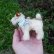 画像3: エクセレントコンディション☆　10cm Steiff Foxy Fox Terrier 推定1959年-1967年頃　（ビンテージ）