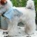 画像6: エクセレントコンディション☆　10cm Steiff Foxy Fox Terrier 推定1959年-1967年頃　（ビンテージ）
