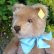 画像4: 大変良い状態＆可愛いお顔です☆ Steiff Caramel Original Teddy 23cm 推定1950年代　（ビンテージ）