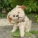画像1: 【ウィットニー限定】ウォーリー 20cm 　62番 (1)