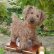 画像2: 1点もの☆　Milly by Lynne Farmer 12cm by Lynne Farmer（英）