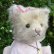 画像4: オススメです☆ 【ウィットニー限定】子猫の カトリーナ 22cm 33番