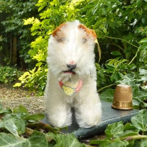 画像2: ID全てあり！ 大変良い状態です☆　8cm Steiff Foxy Fox Terrier 　推定1959年〜1964年　（ビンテージ）