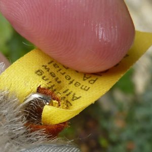 画像6: ID全てあり！ 大変良い状態です☆　8cm Steiff Foxy Fox Terrier 　推定1959年〜1964年　（ビンテージ）