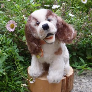 画像2: ID全てあり！可愛いお顔です☆ Steiff Cockie Cocker Spaniel 10cm 推定 1951年〜1958年頃（ビンテージ）