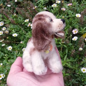 画像3: ID全てあり！可愛いお顔です☆ Steiff Cockie Cocker Spaniel 10cm 推定 1951年〜1958年頃（ビンテージ）