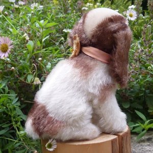 画像5: ID全てあり！可愛いお顔です☆ Steiff Cockie Cocker Spaniel 10cm 推定 1951年〜1958年頃（ビンテージ）