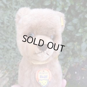 画像3: ID全てあり☆大変貴重なお品です！ シュタイフ社アーカイブより Buzzel Bear 20cm 1971年（ビンテージ）