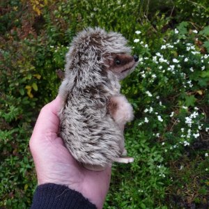 画像3: 大変貴重なお品です！ シュタイフ社アーカイブより Joggi Hedgehog 12cm 1978年（ビンテージ）