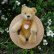 画像1: Steiff Blond Original Teddy 15cm 推定1960年代　（ビンテージ） (1)