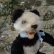 画像4: 13cm Steiff Panda 推定1951年〜1961年頃　（ビンテージ） (4)