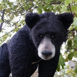 画像5: イアンさん絶賛☆ 2010年 ☆ Sara 48cm by Gisela Hofmann（ドイツ）